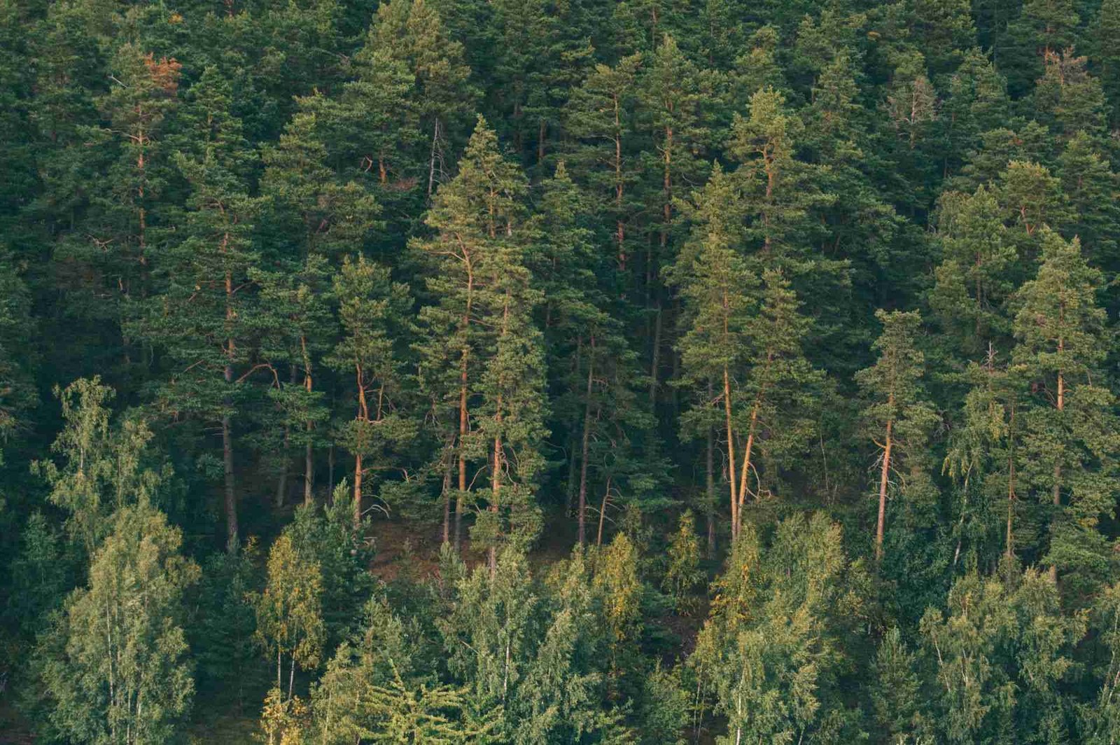 Arbre vibrant avec des racines visibles, atmosphère chaleureuse symbolisant la croissance